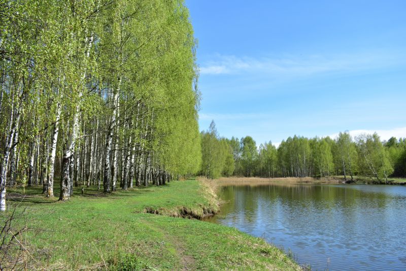 River Birch Trimming in Doylestown, PA