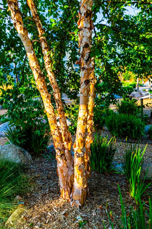 River Birch Trimming in San Jose, CA