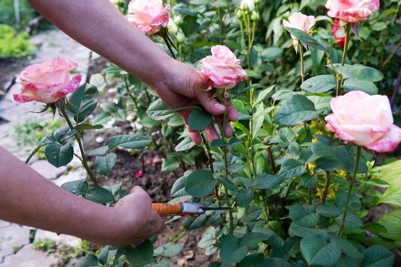 Rose Bush Pruning in Ventura County, CA