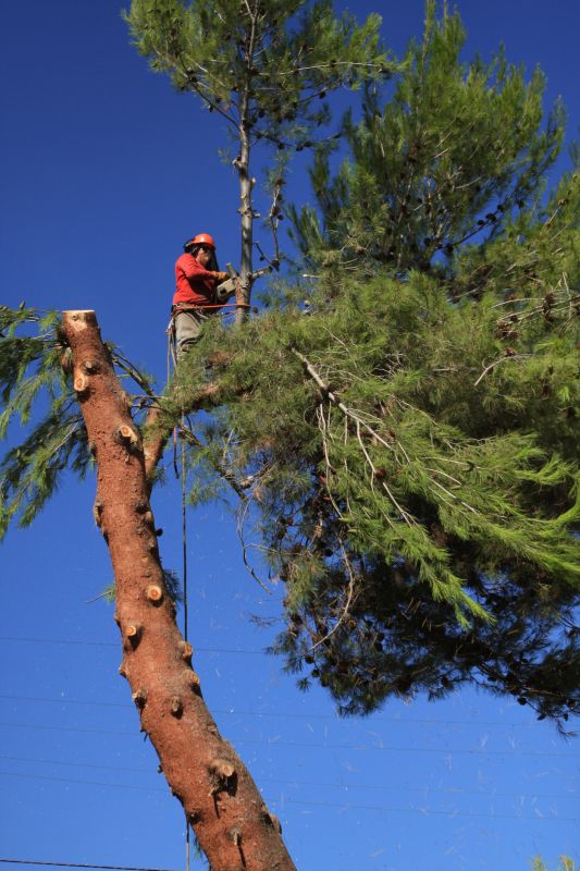 Spruce Tree Removal in Doylestown, PA