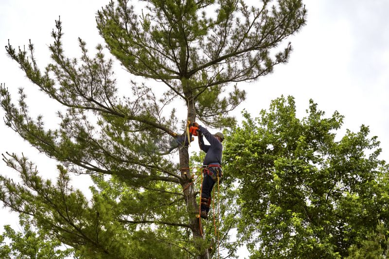 Spruce Tree Removal in Allentown, PA