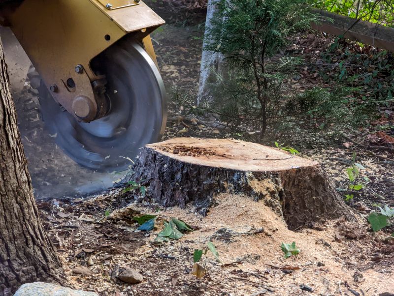Stump Grinding Service in Calvert County, MD