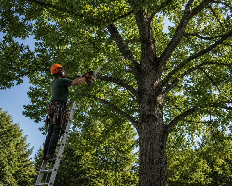 Tree Canopy Thinning in Doylestown, PA