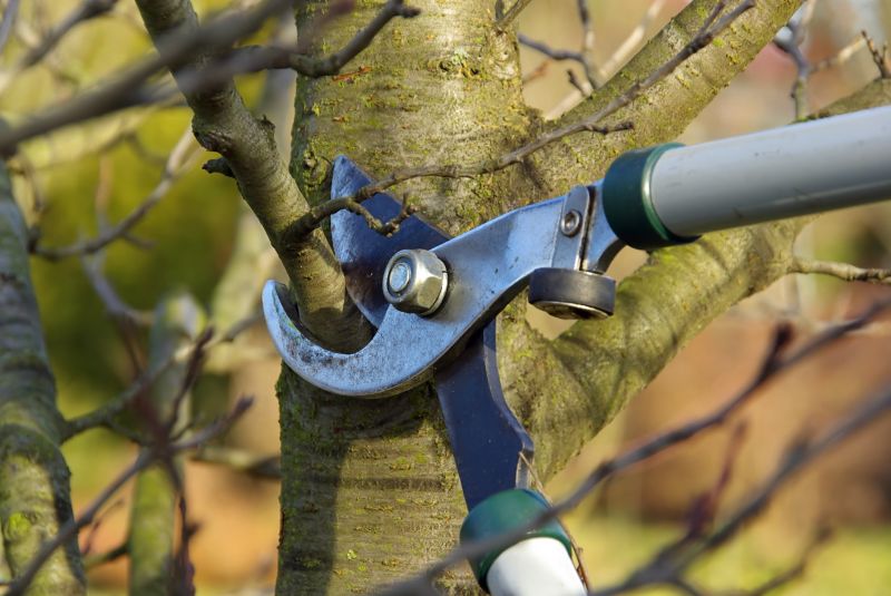 Tree Pruning in Doylestown, PA