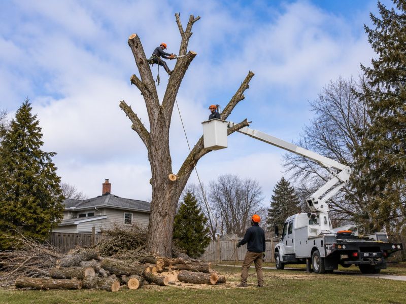 Tree Removal Service in Doylestown, PA